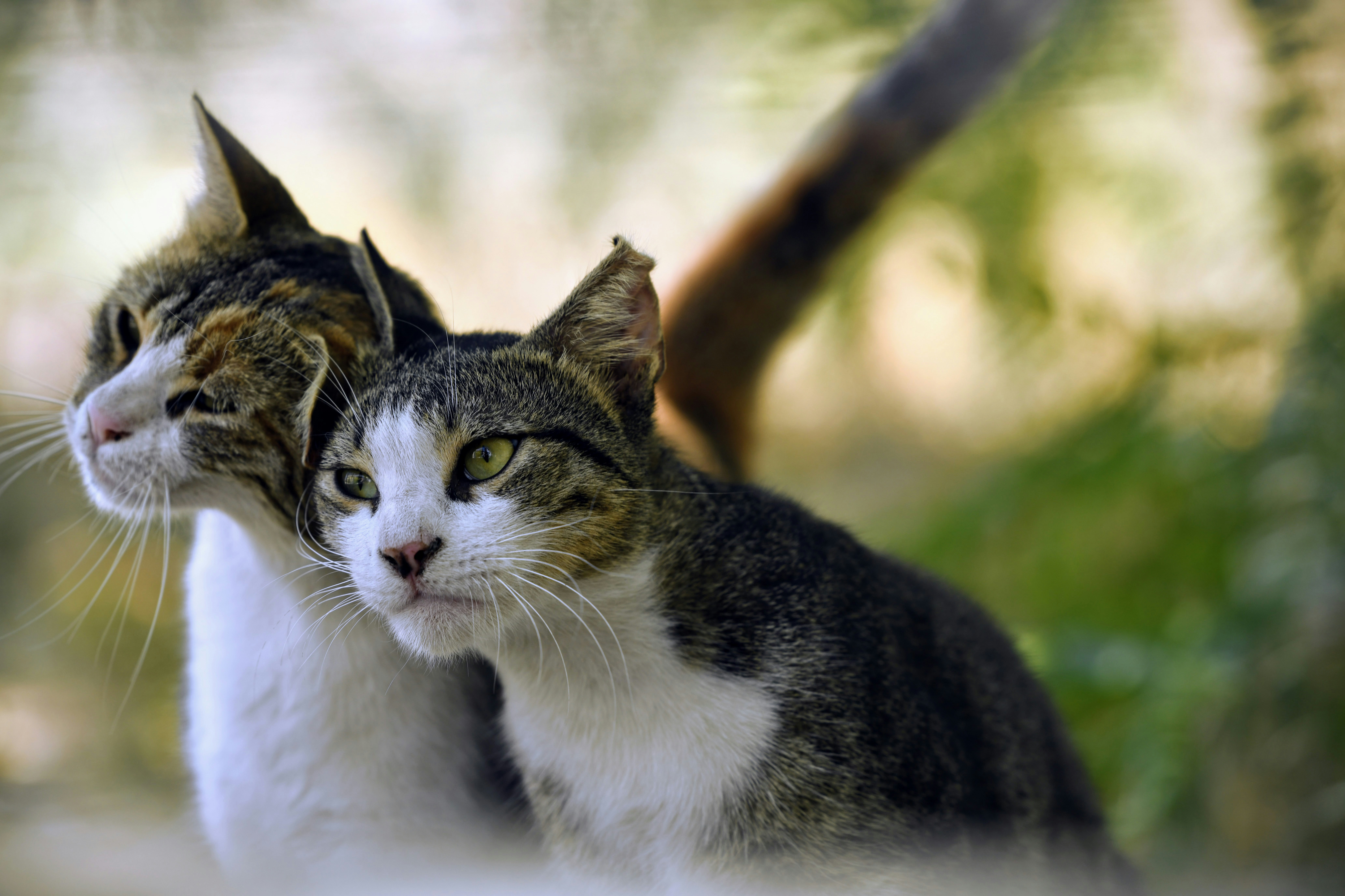 Weathering the Elements: Cats and Climate (image credits: unsplash)