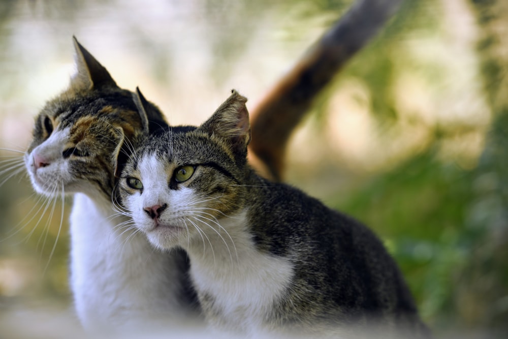 a group of cats