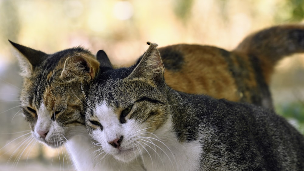 a group of cats