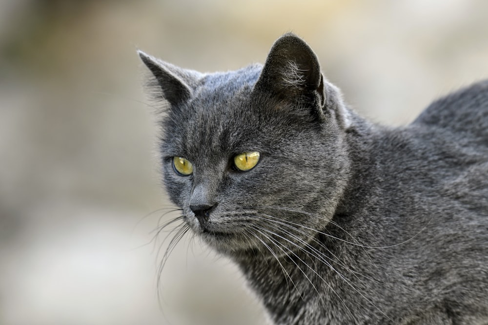 a cat looking at the camera