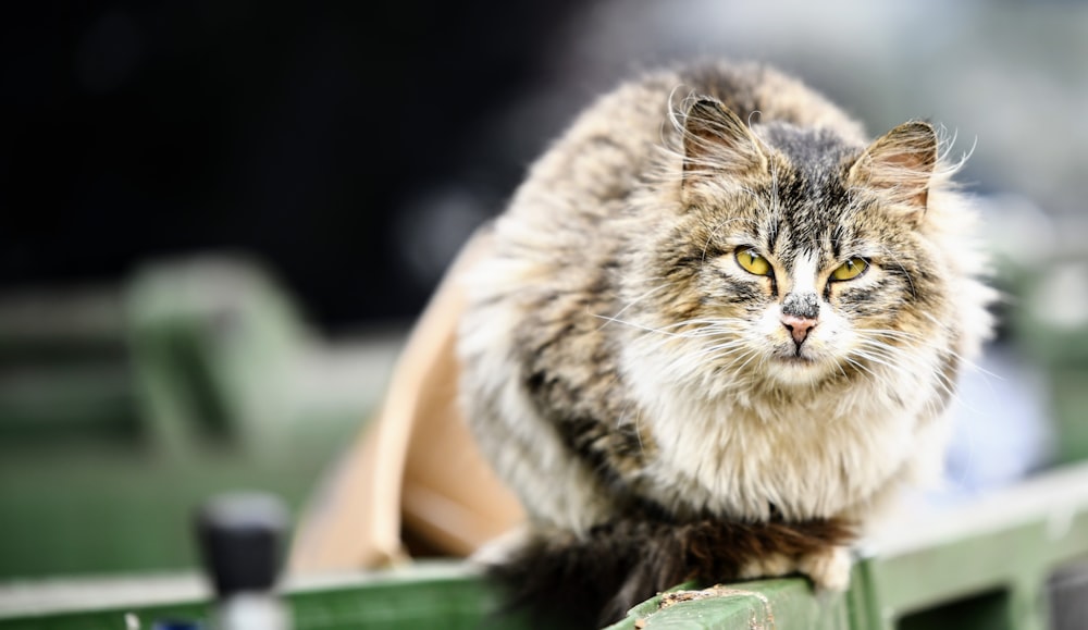 a cat sitting on a bench