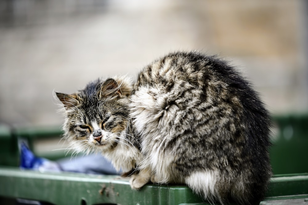 a cat sitting on a bench