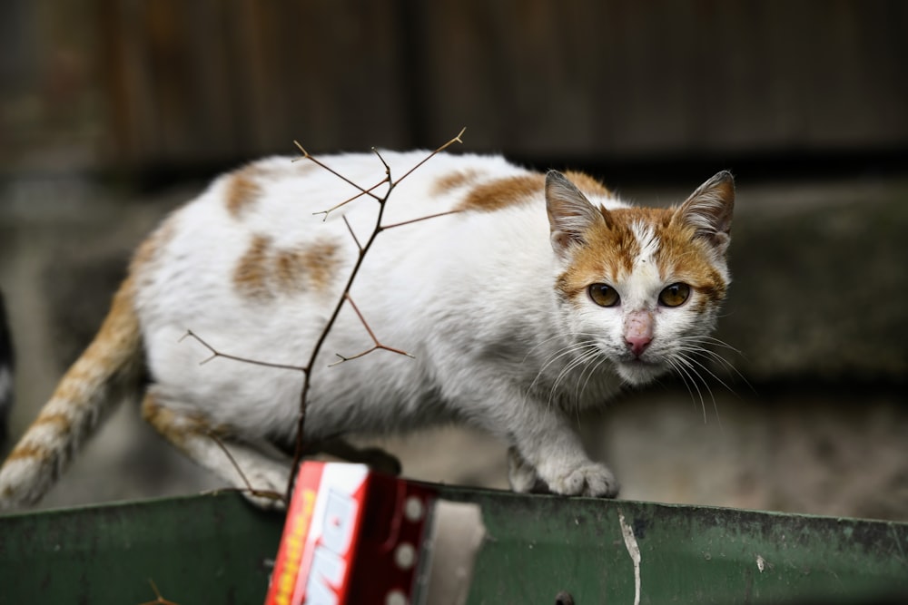 a cat lying on a ledge