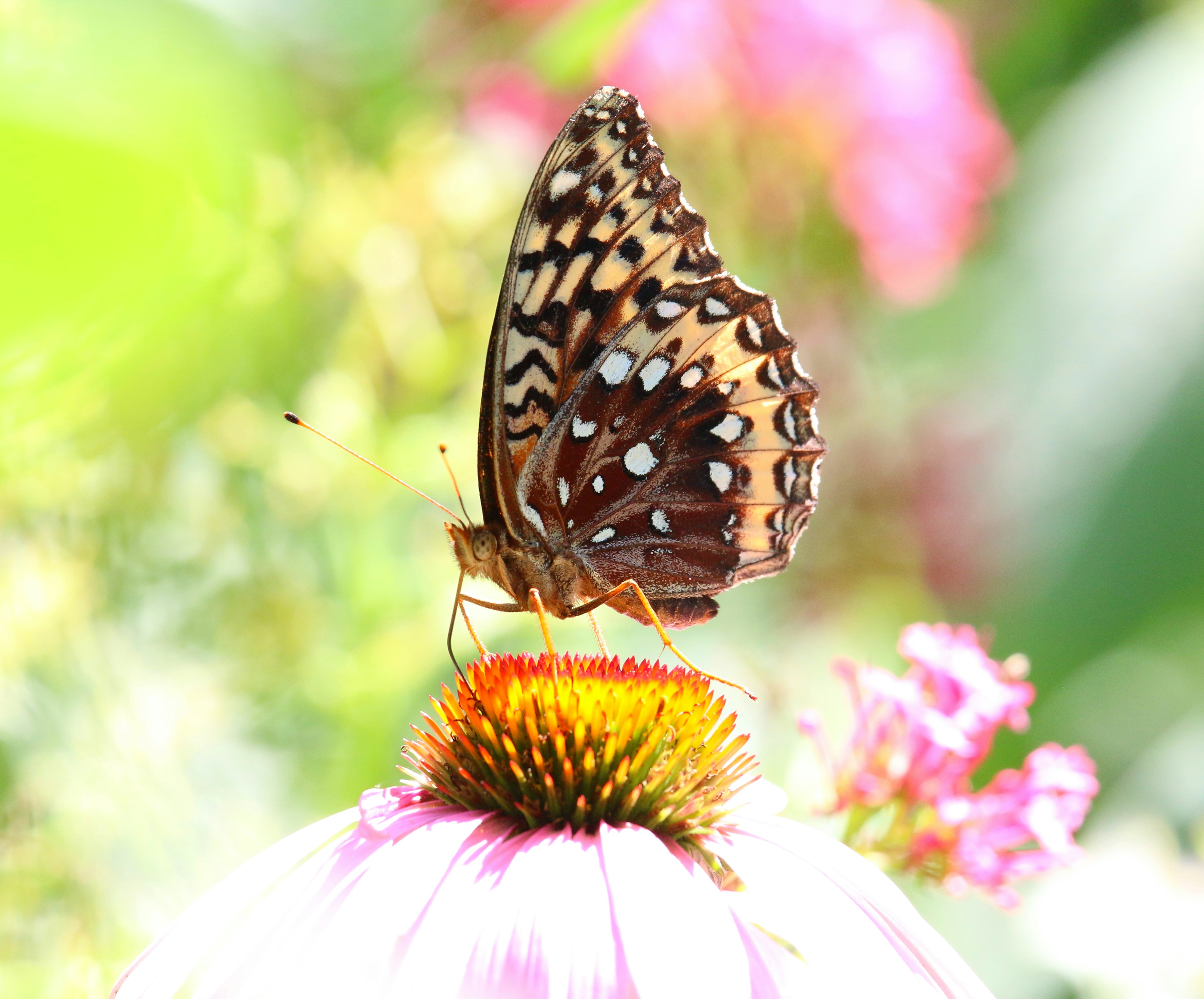 Photo by goldenplover31