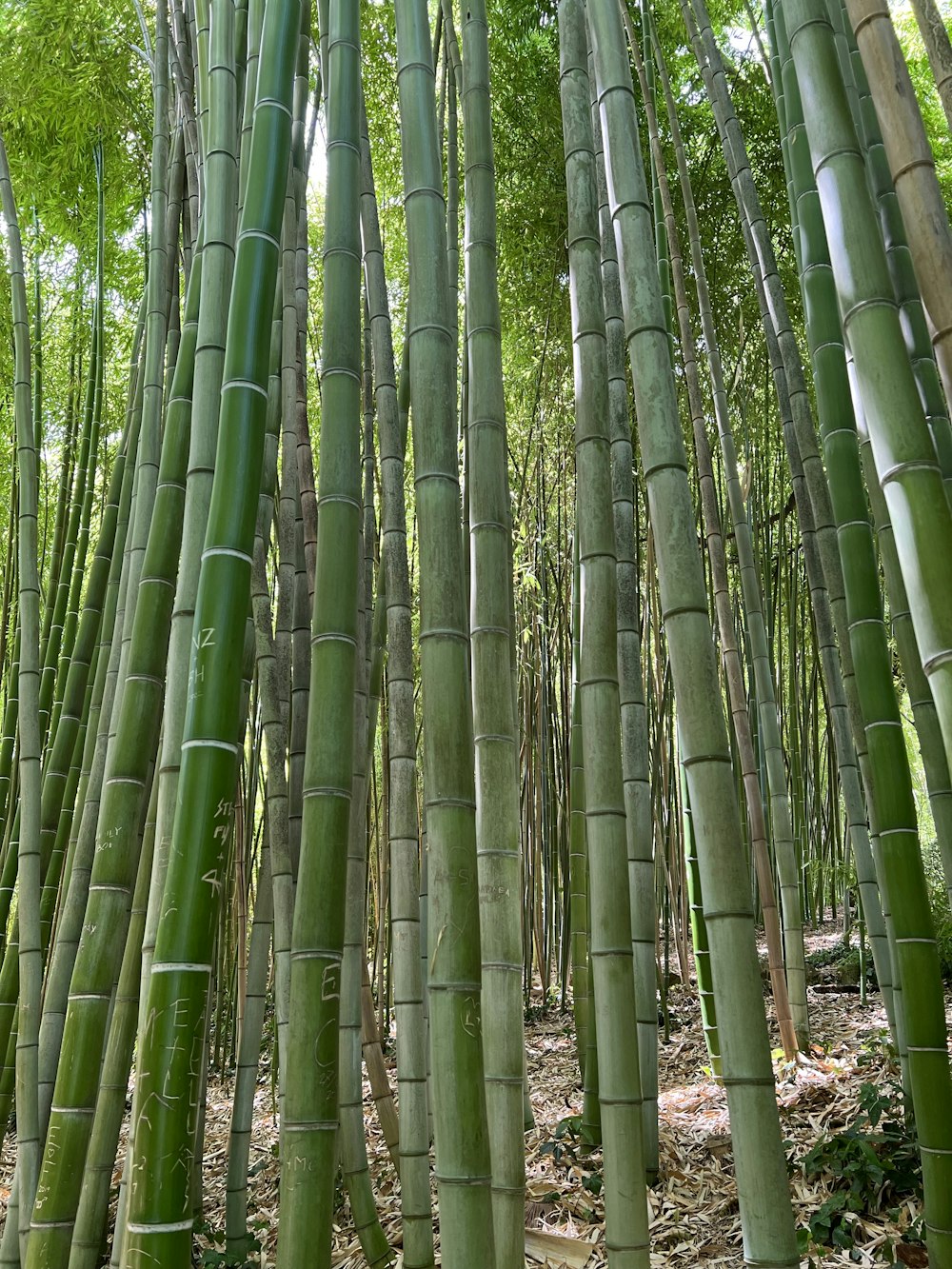 a group of trees