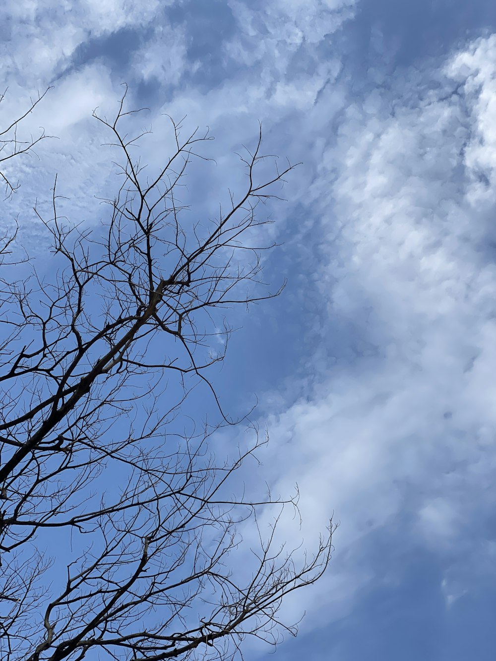 a tree with blue sky and clouds