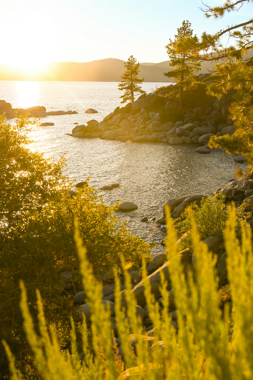 a body of water with plants and rocks around it