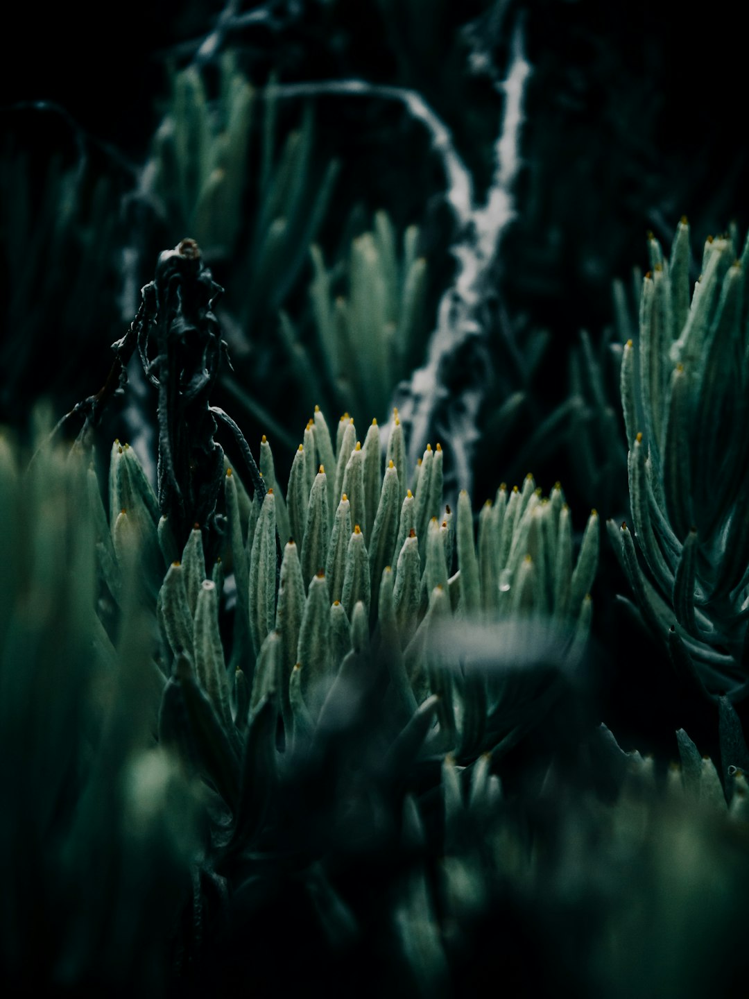 Underwater photo spot Gunung Gede Pangrango National Park Office Ancol