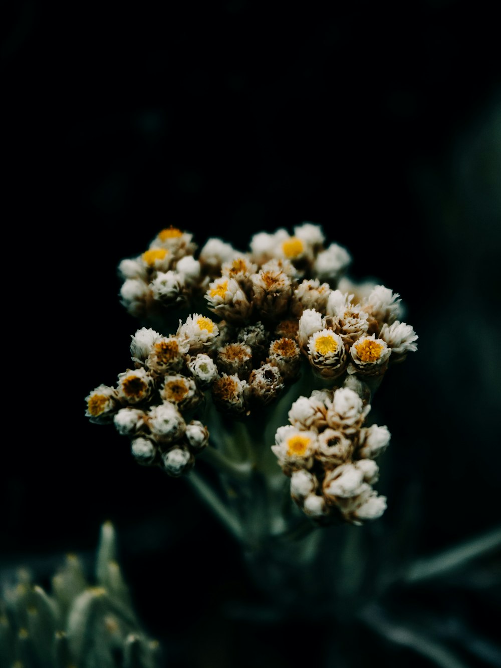 a close up of a plant