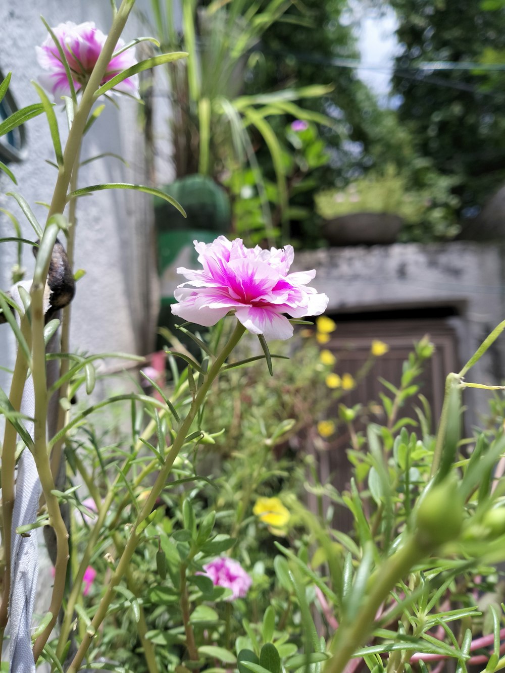 a group of flowers