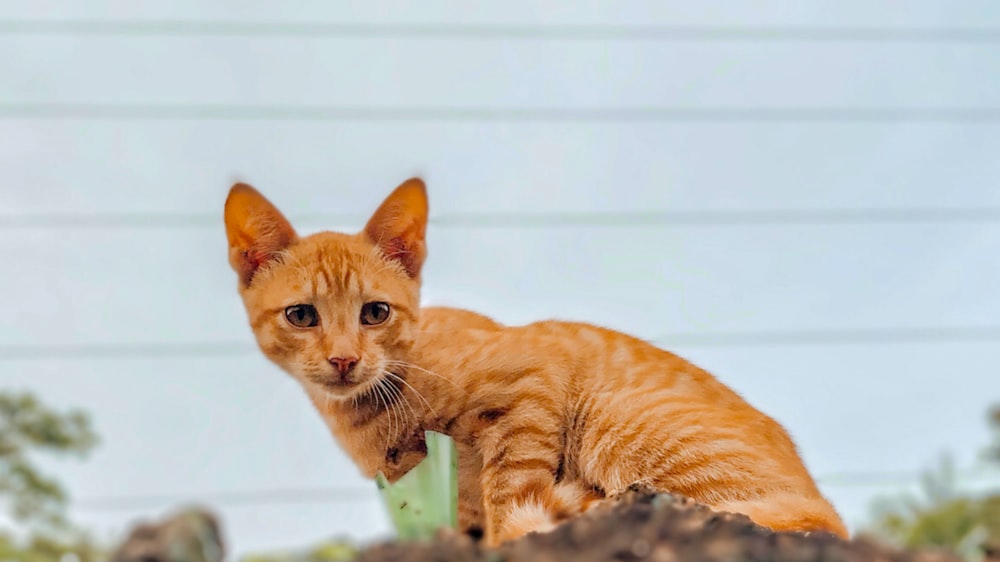 a cat lying on a ledge