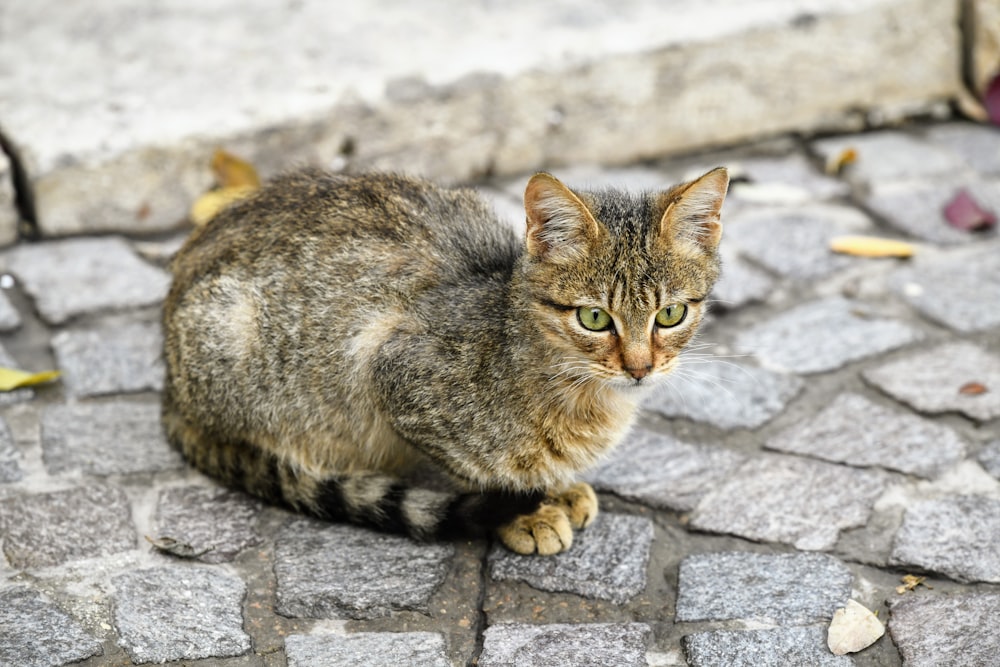 a cat sitting on a stone surface