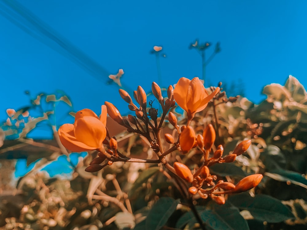 a close up of a flower