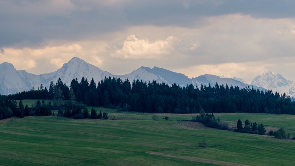 a large green field with trees and mountains in the background