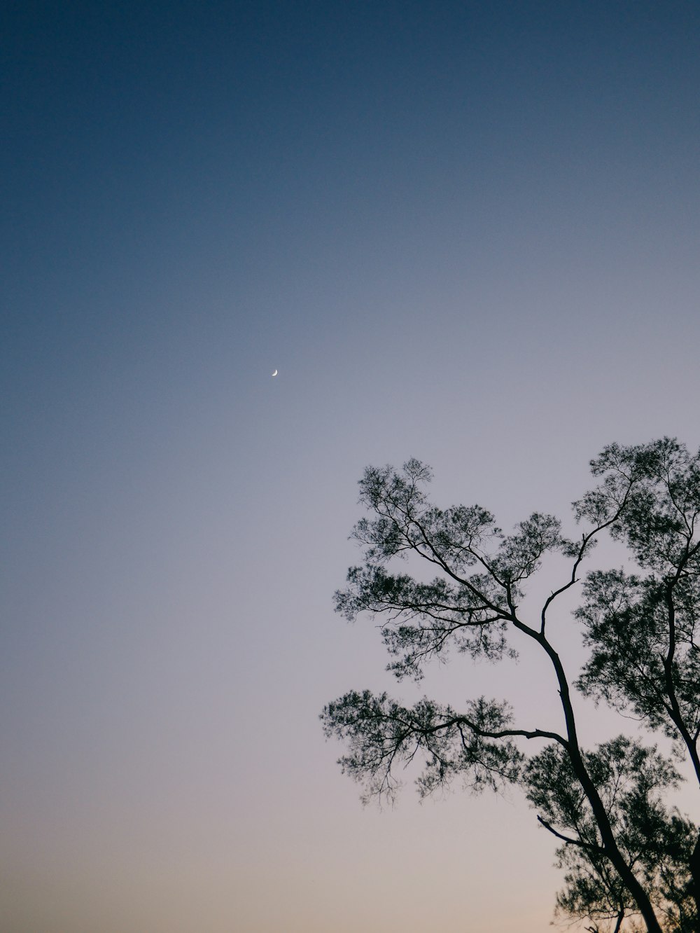 a tree and a moon in the sky