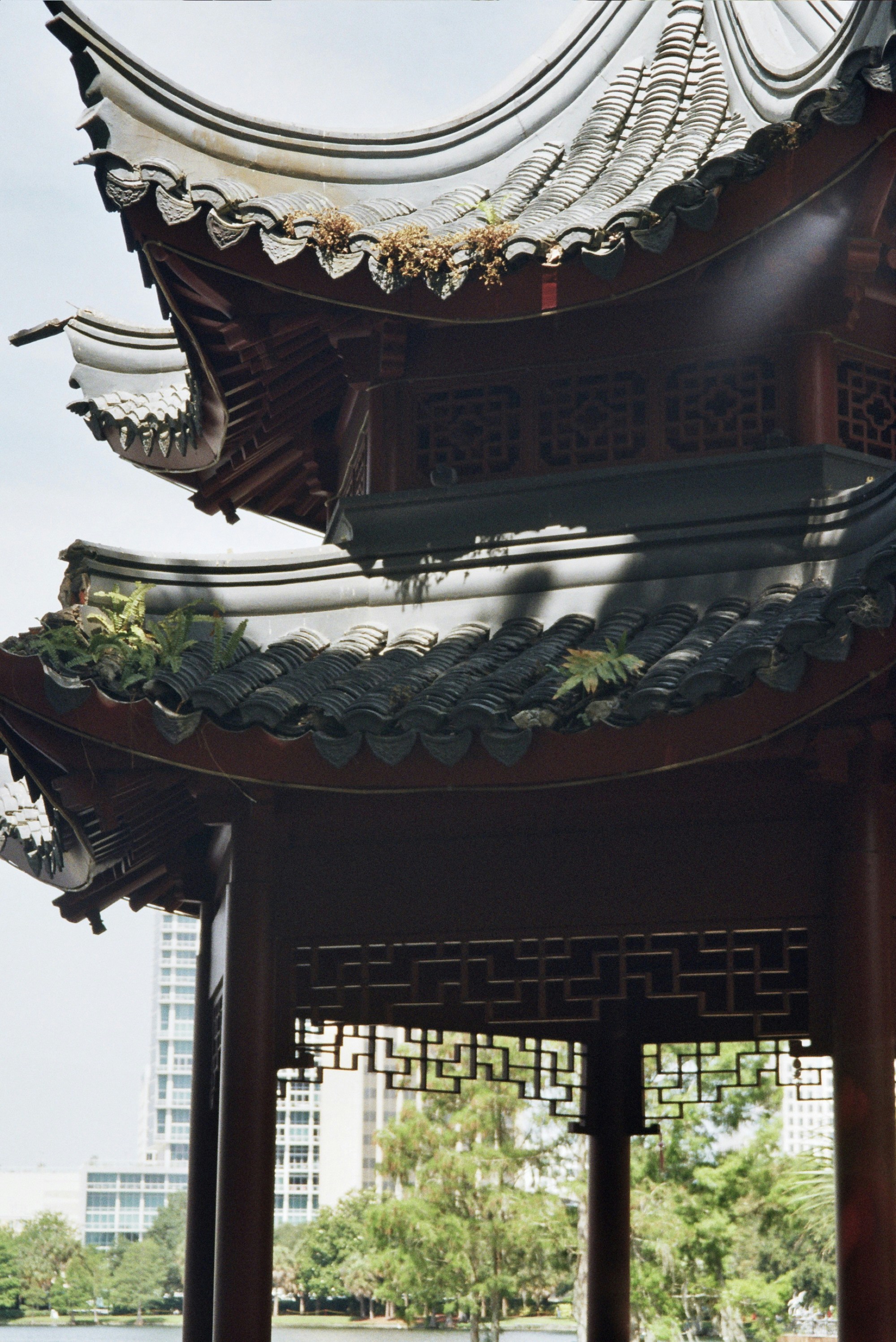 Photo by traichuoix22