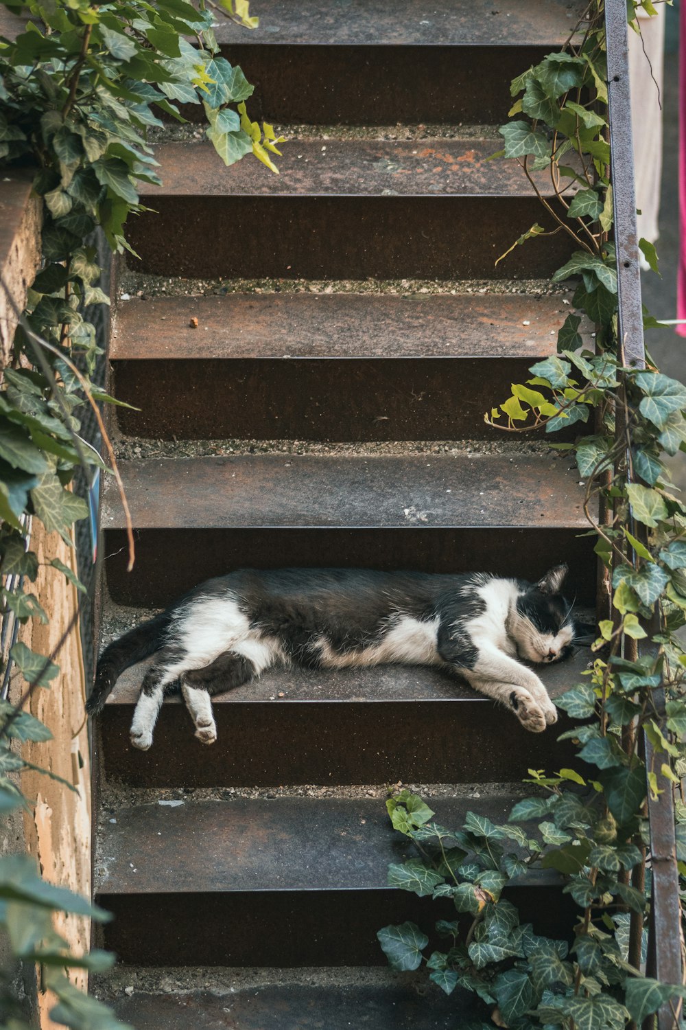 a cat lying on a porch