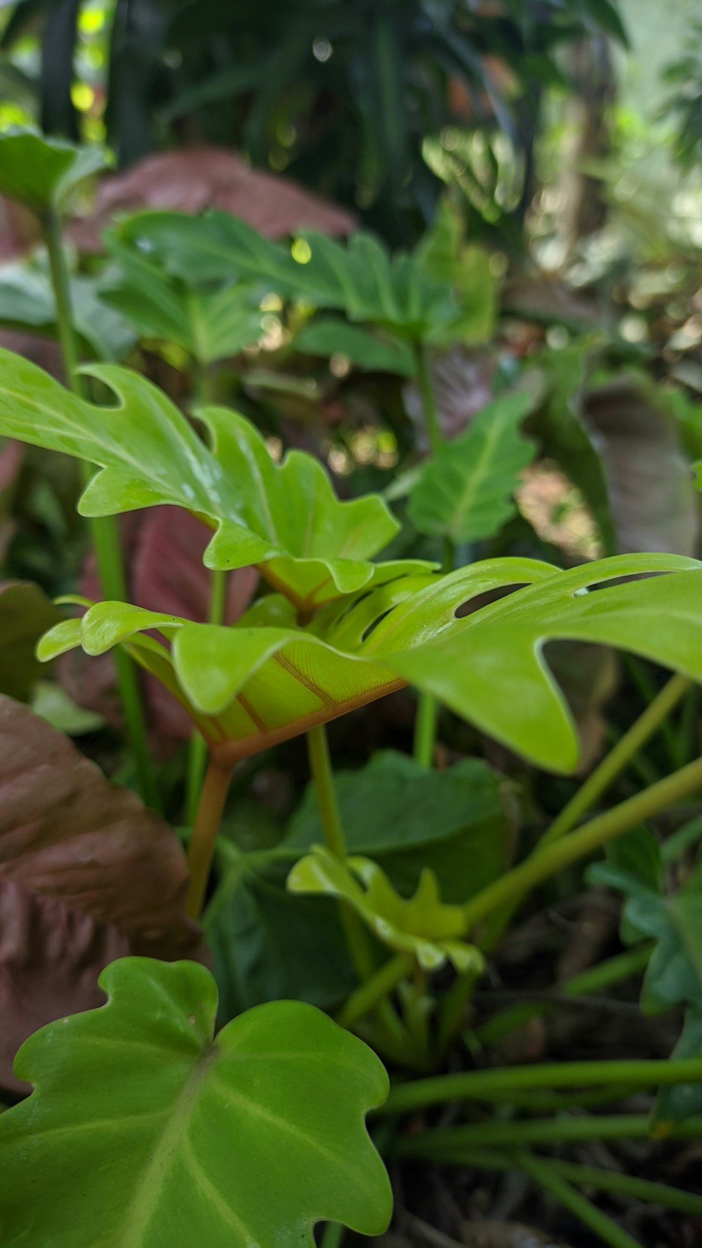 a close-up of some leaves