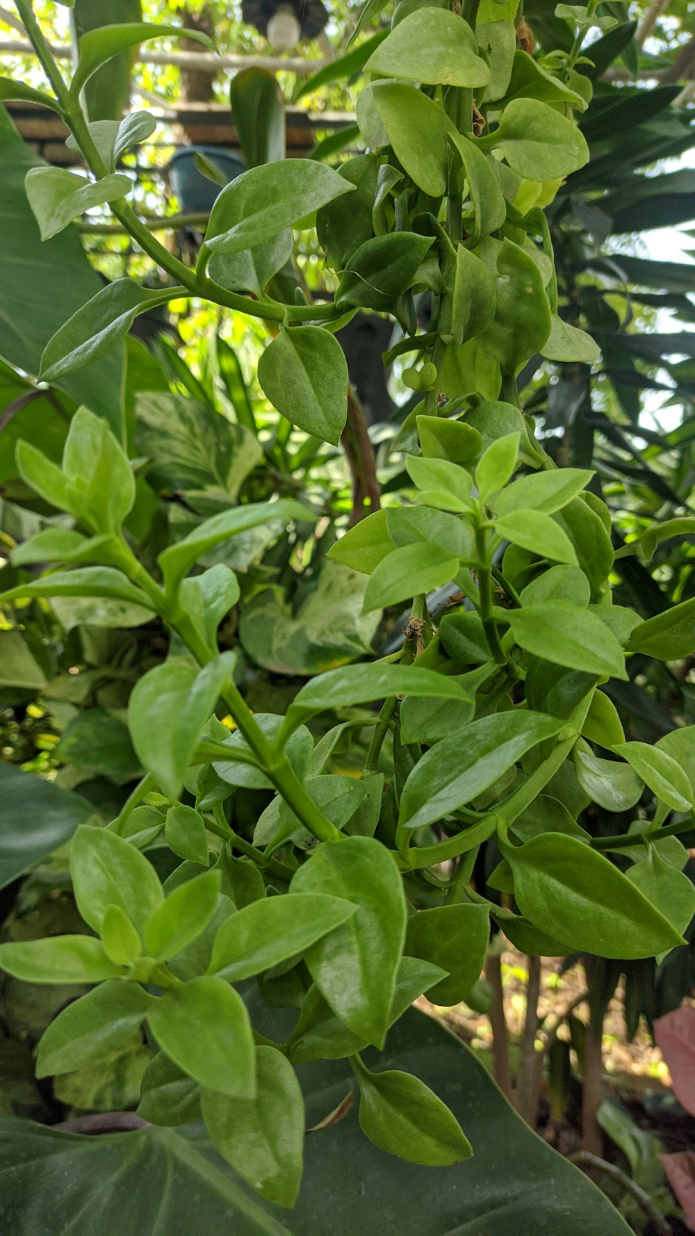 a close up of a plant