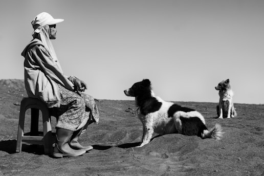 a person sitting on a bench with dogs