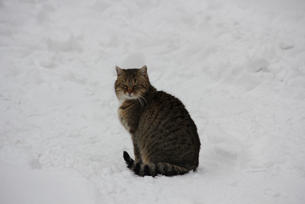 a cat sitting in the snow