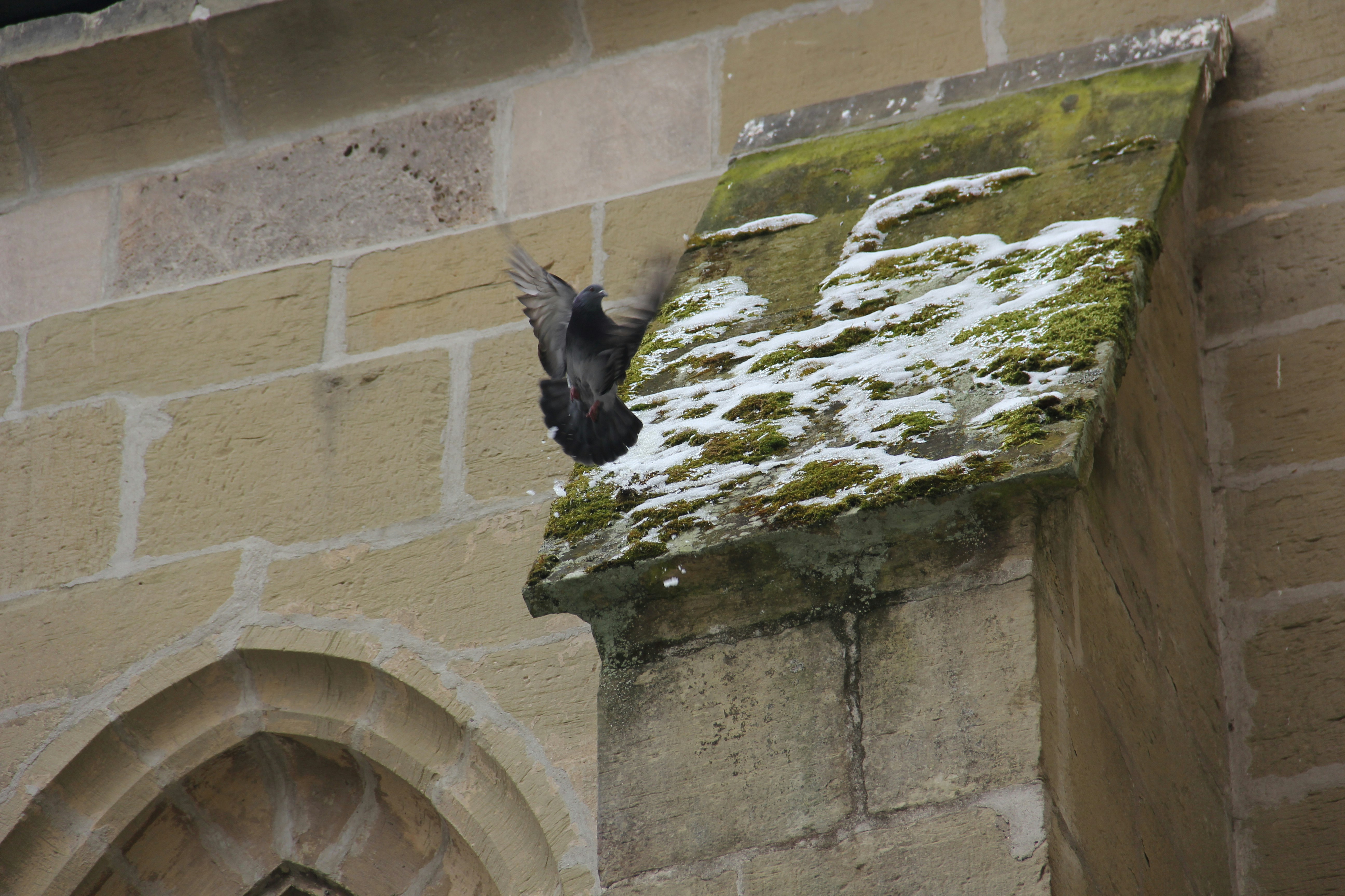 a bird on a ledge