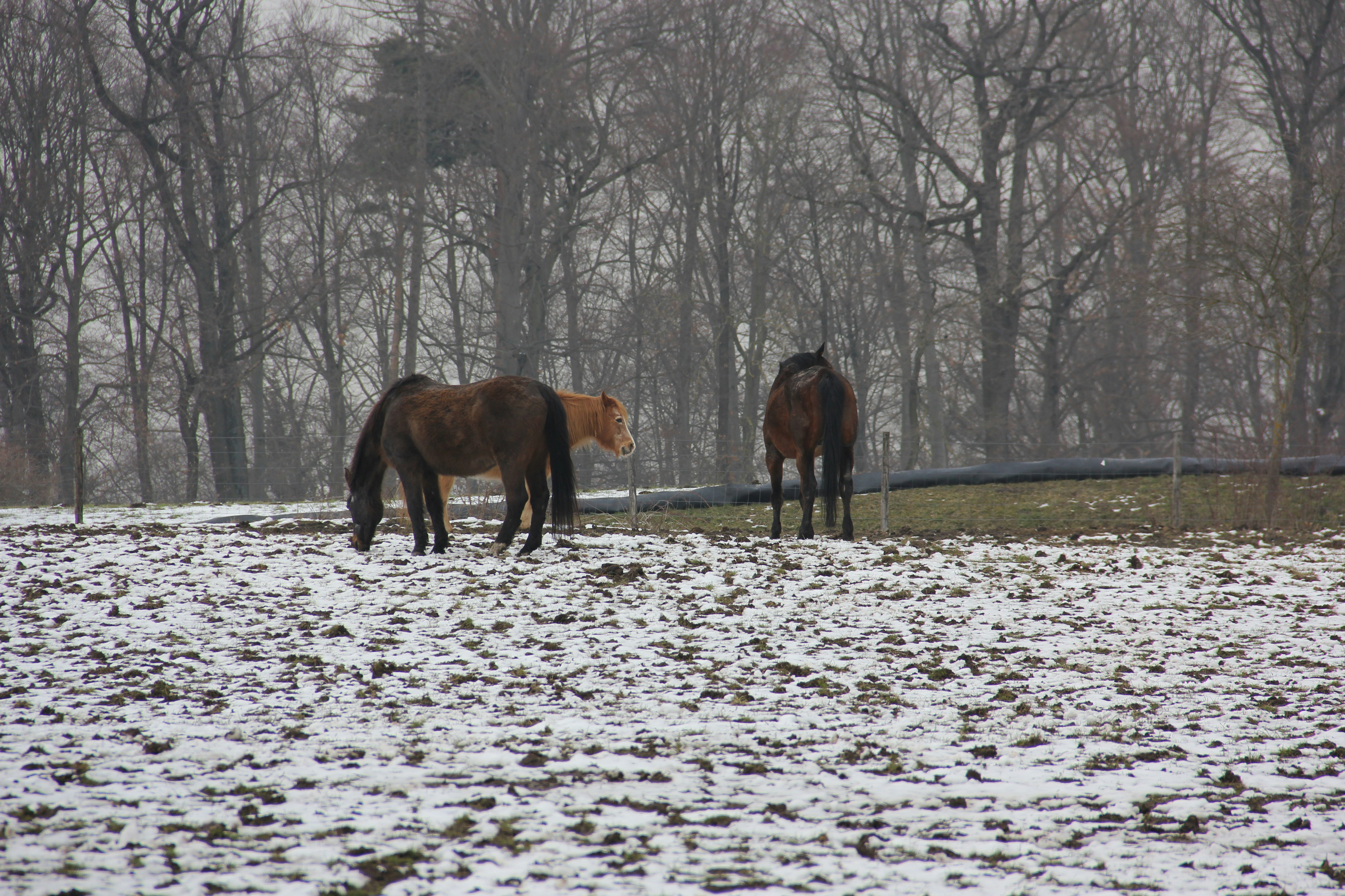 horses standing in snow