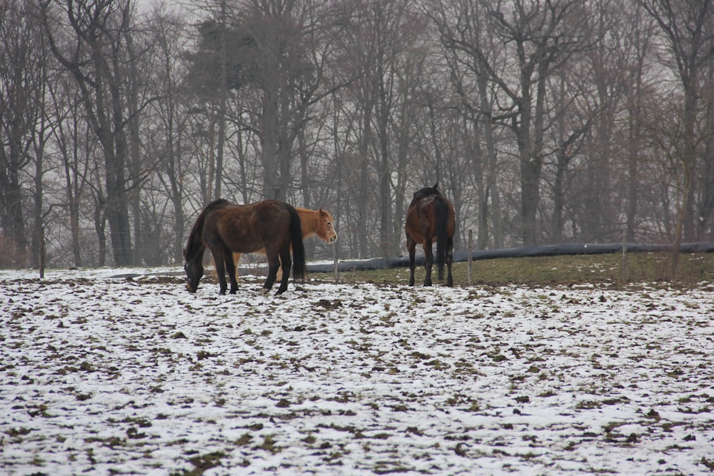 horses standing in snow