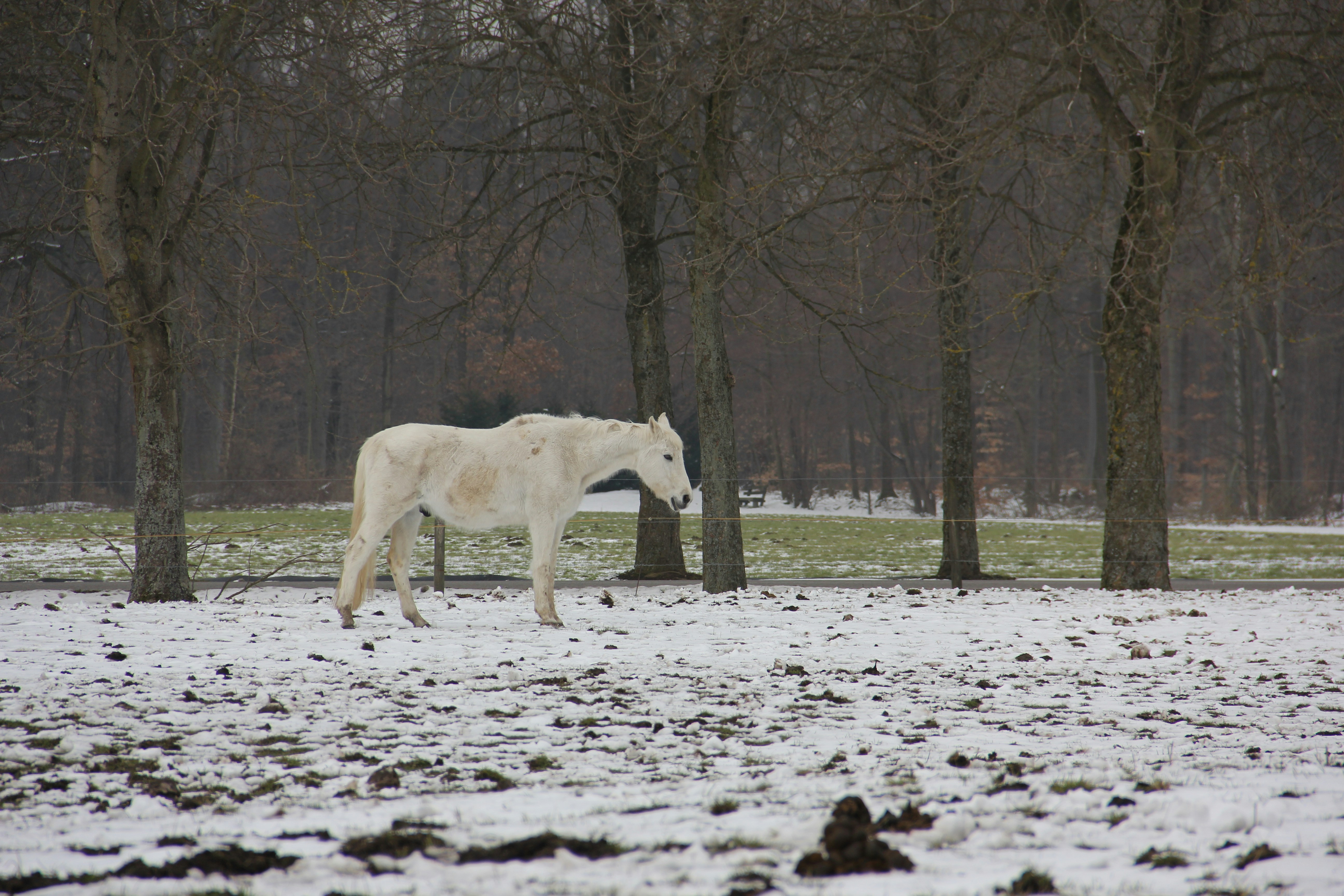 a white horse in a snowy field