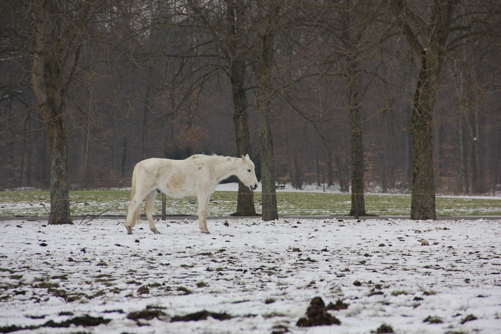 a white horse in a snowy field