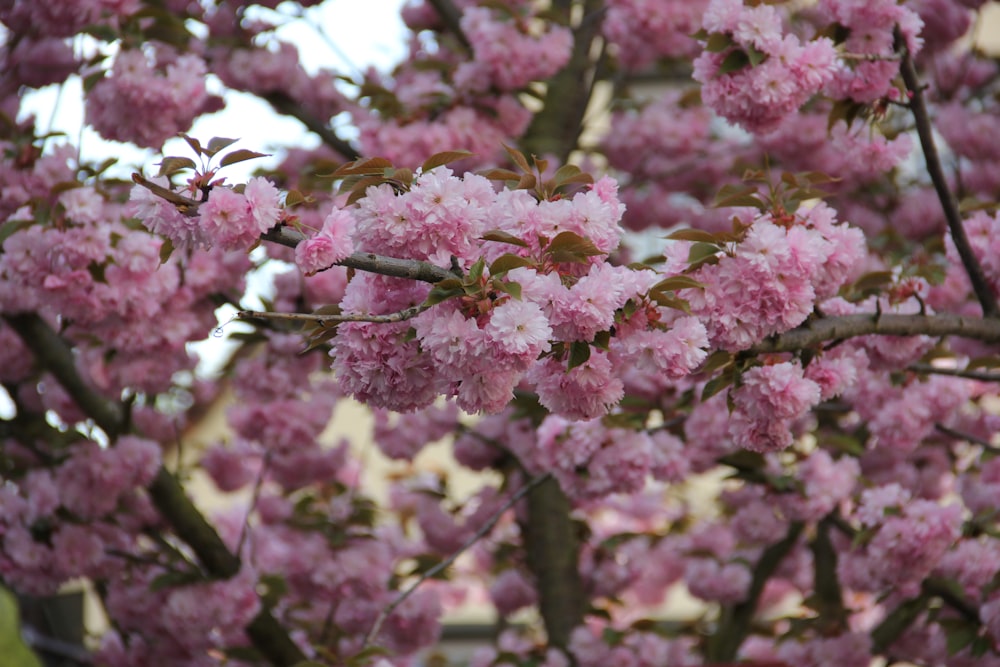 a close up of some flowers