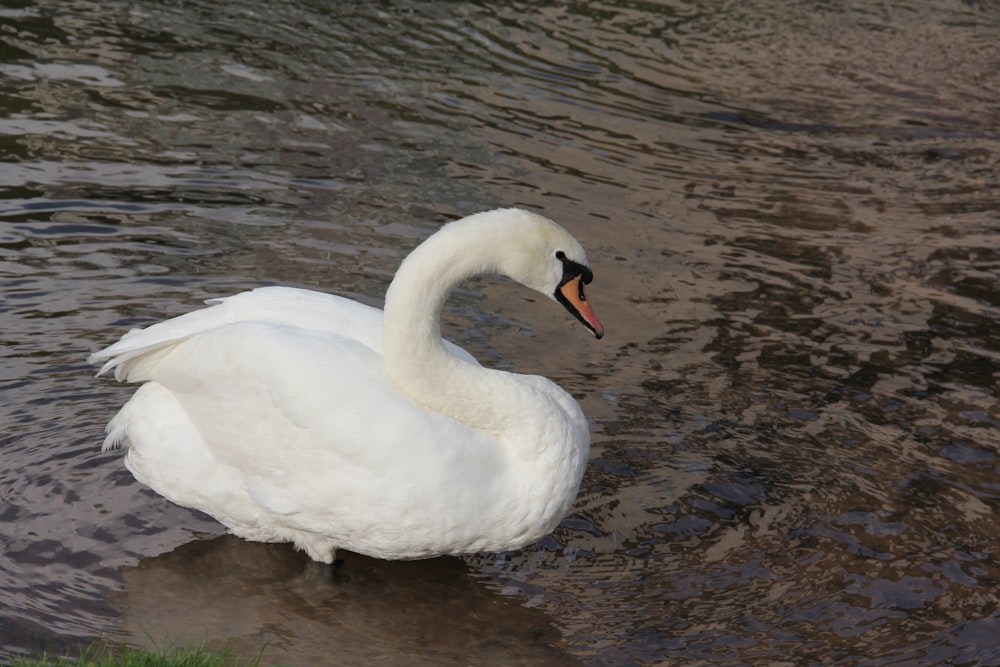 a white swan swimming in water