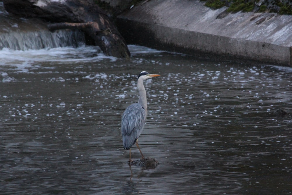 a bird standing in the water