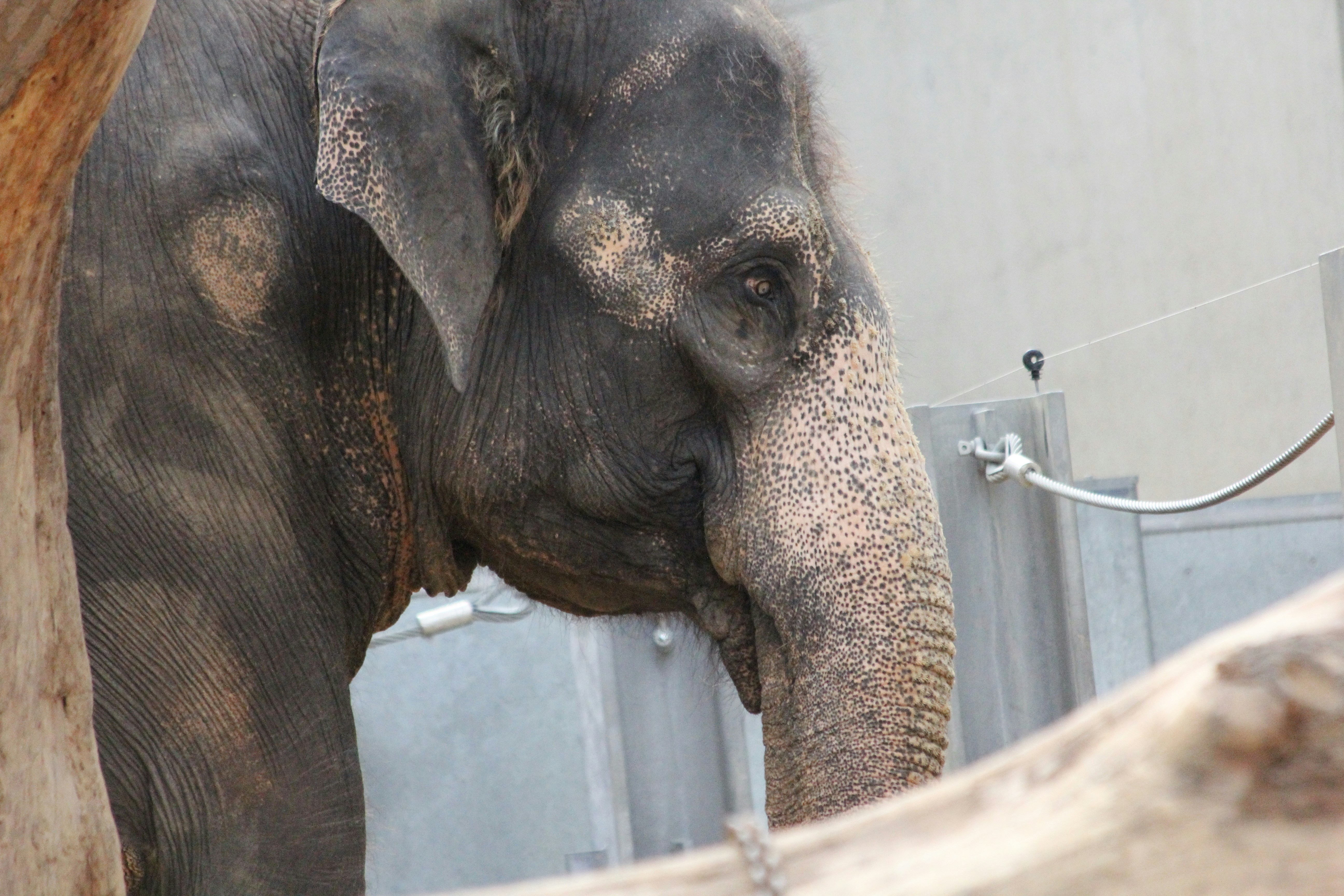 an elephant in a zoo exhibit