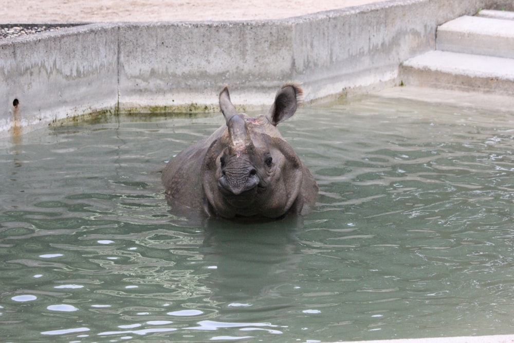 a rhino in the water