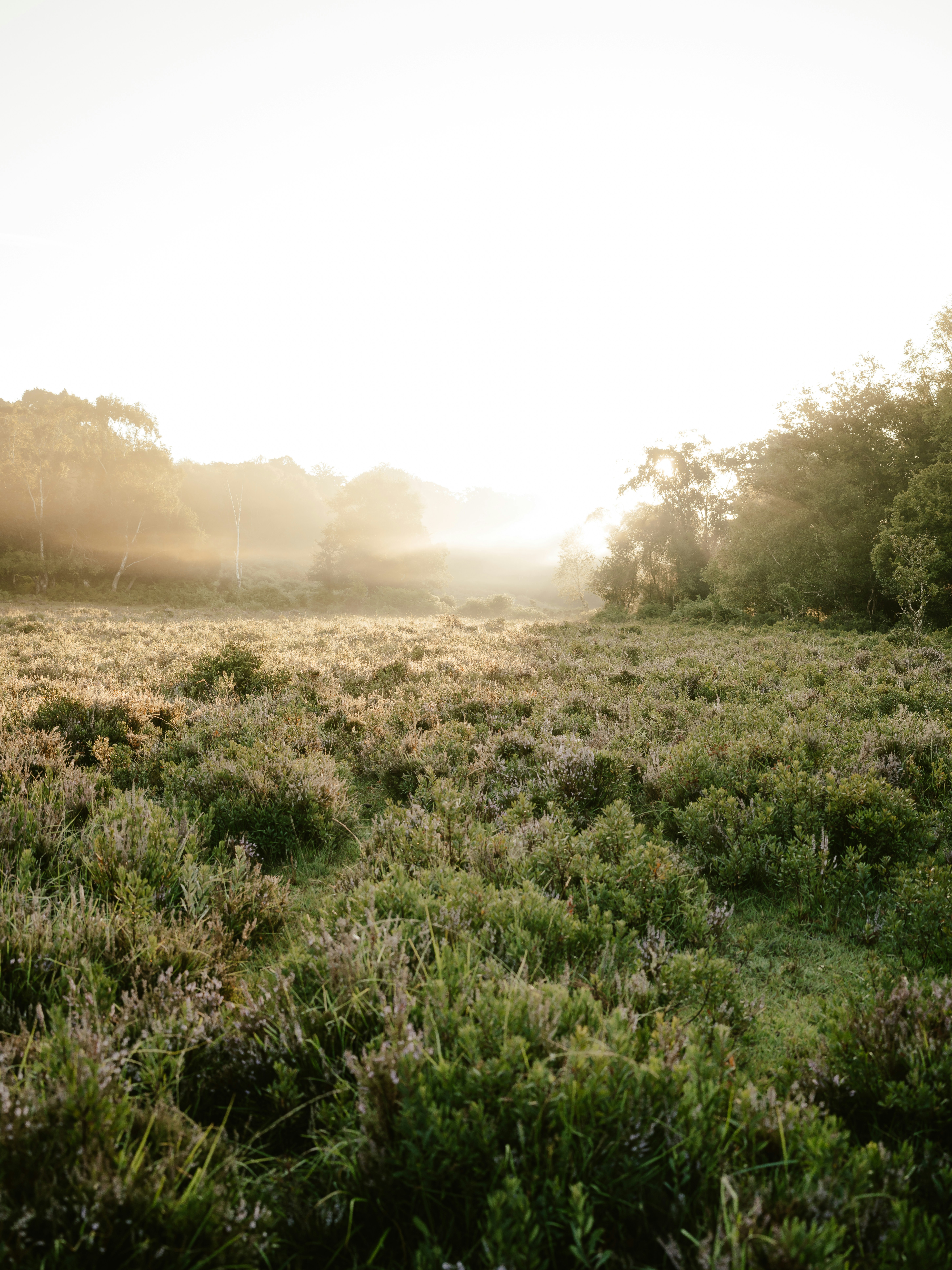 Photo by anniespratt