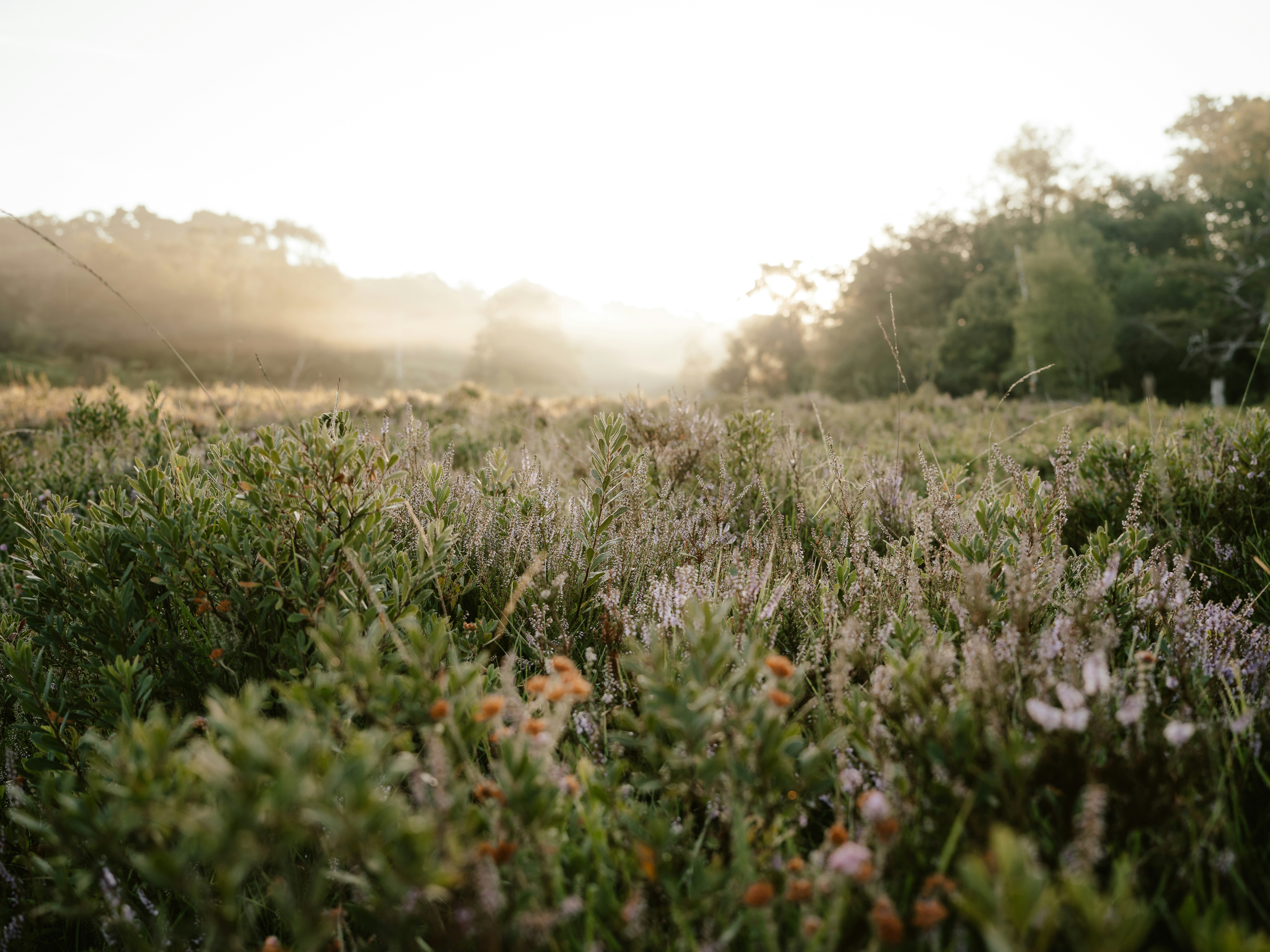 Photo by anniespratt