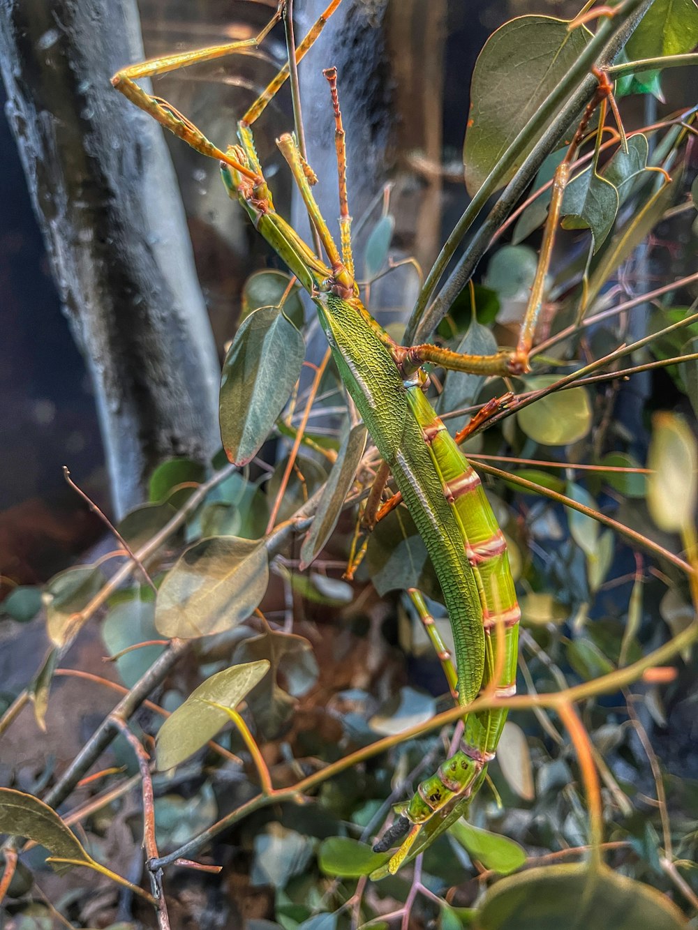 a green insect on a plant