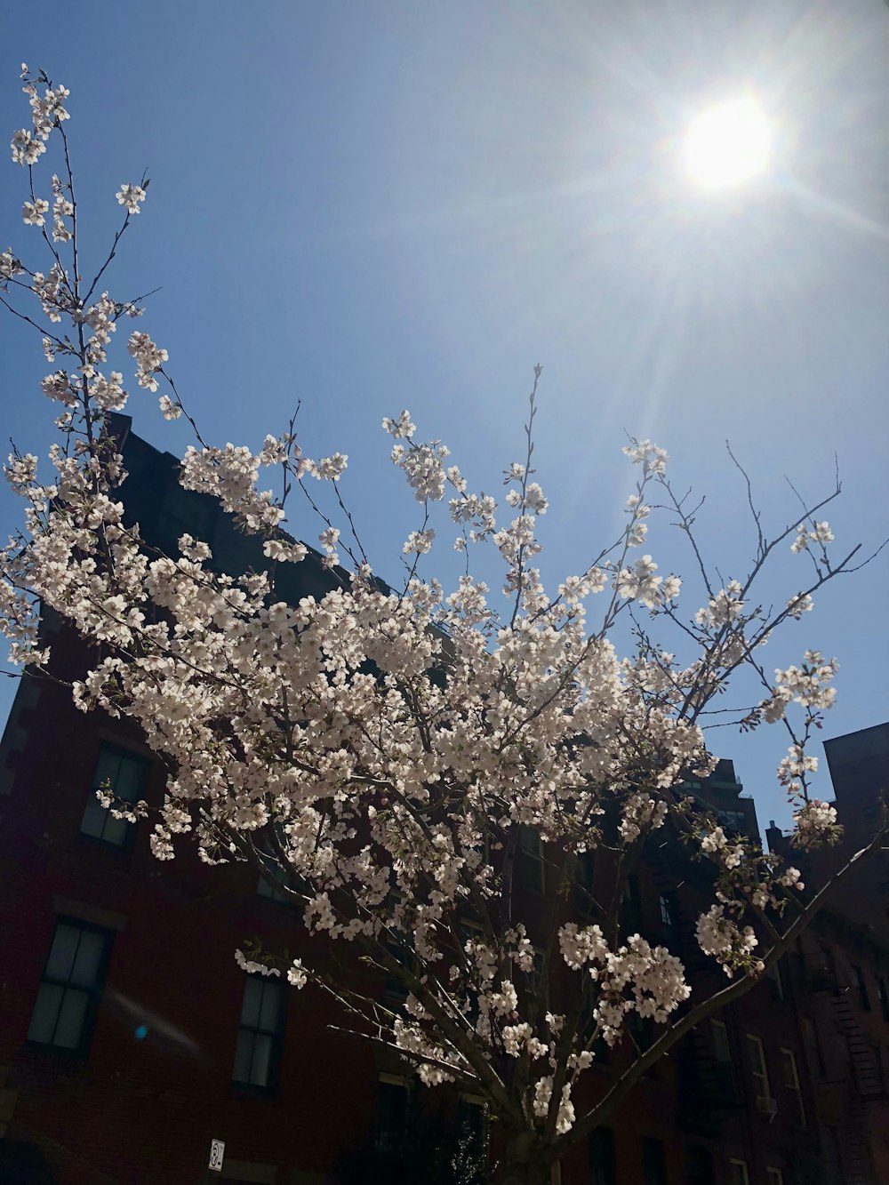 a tree with white flowers