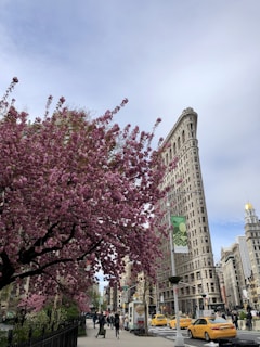 a city street with pink trees