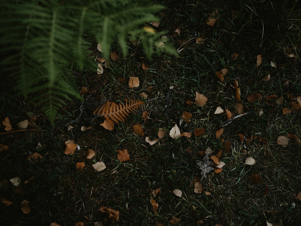 a group of leaves on the ground