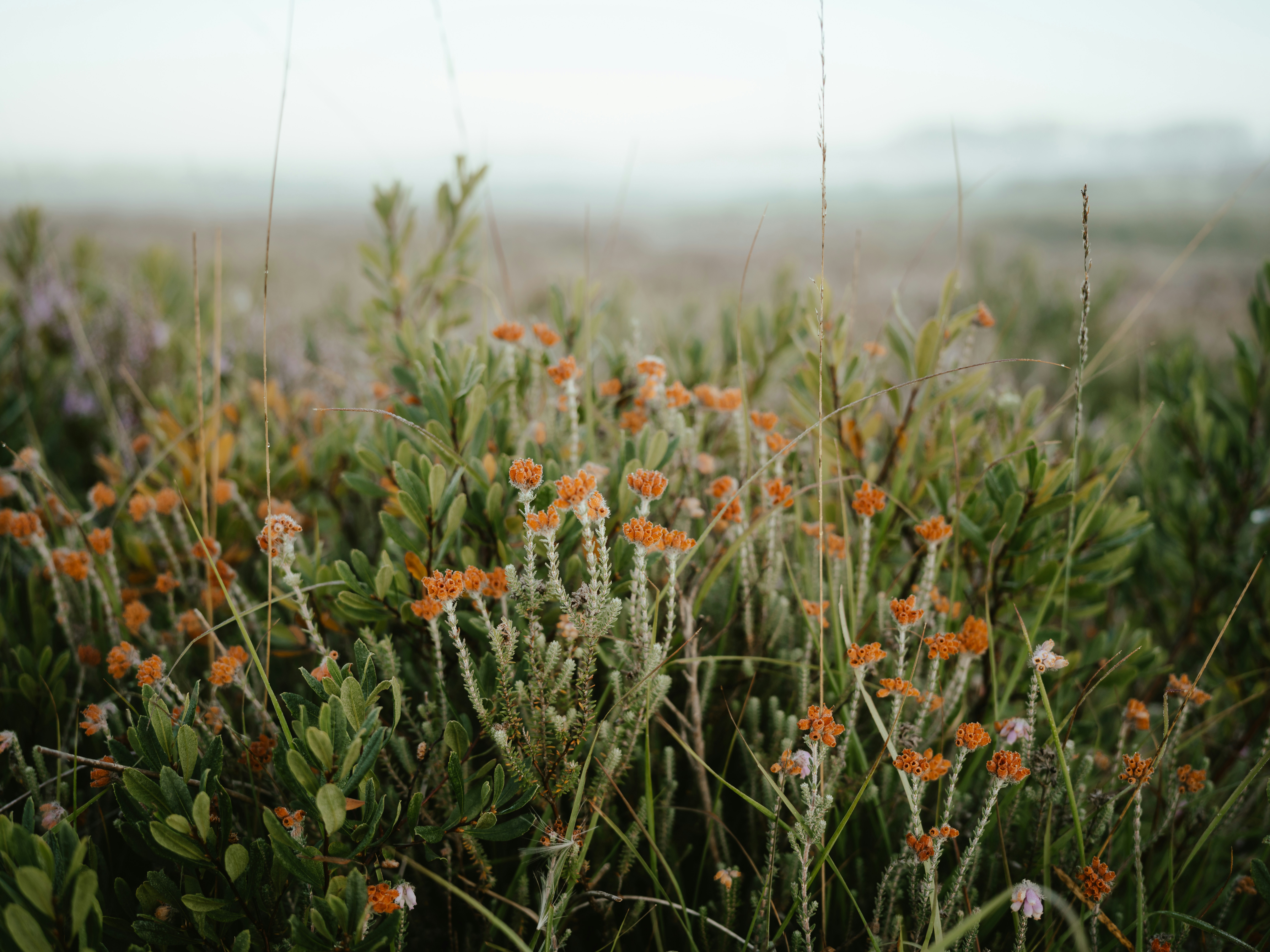 Photo by anniespratt