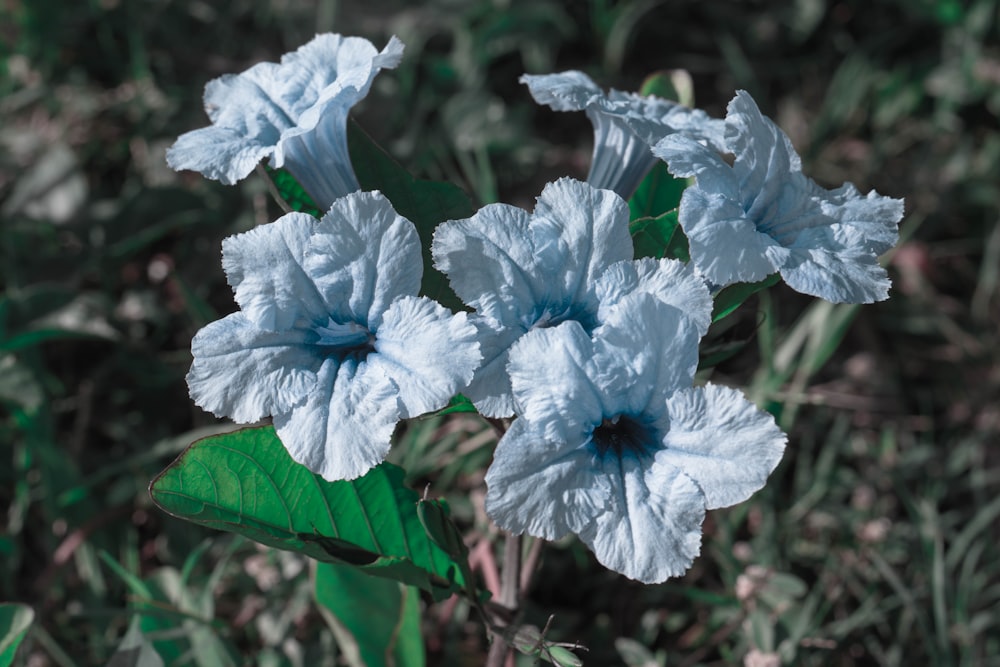 a group of blue flowers