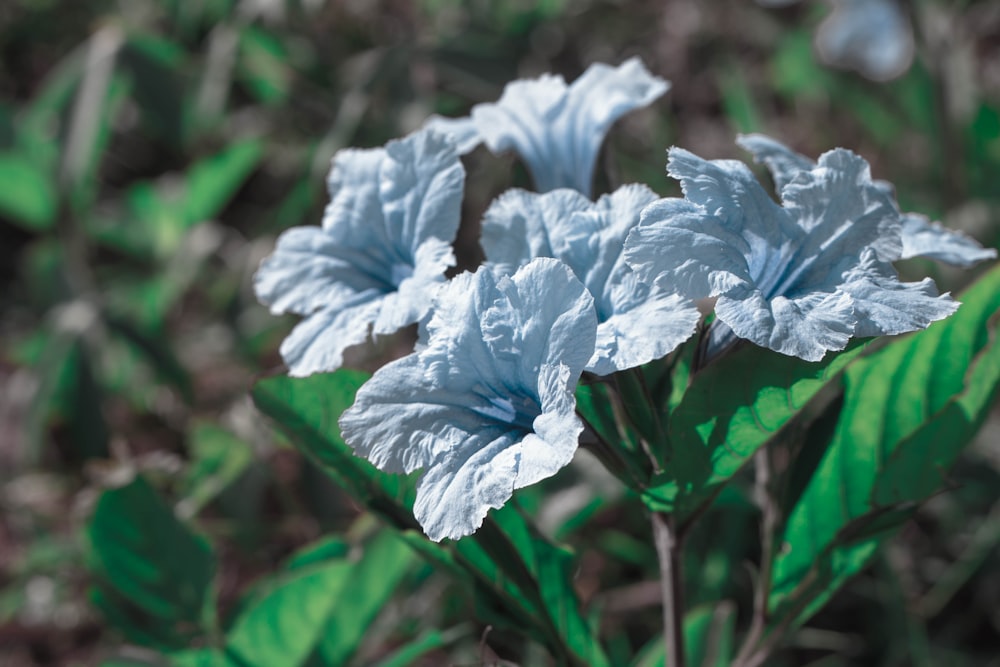 a close up of a flower