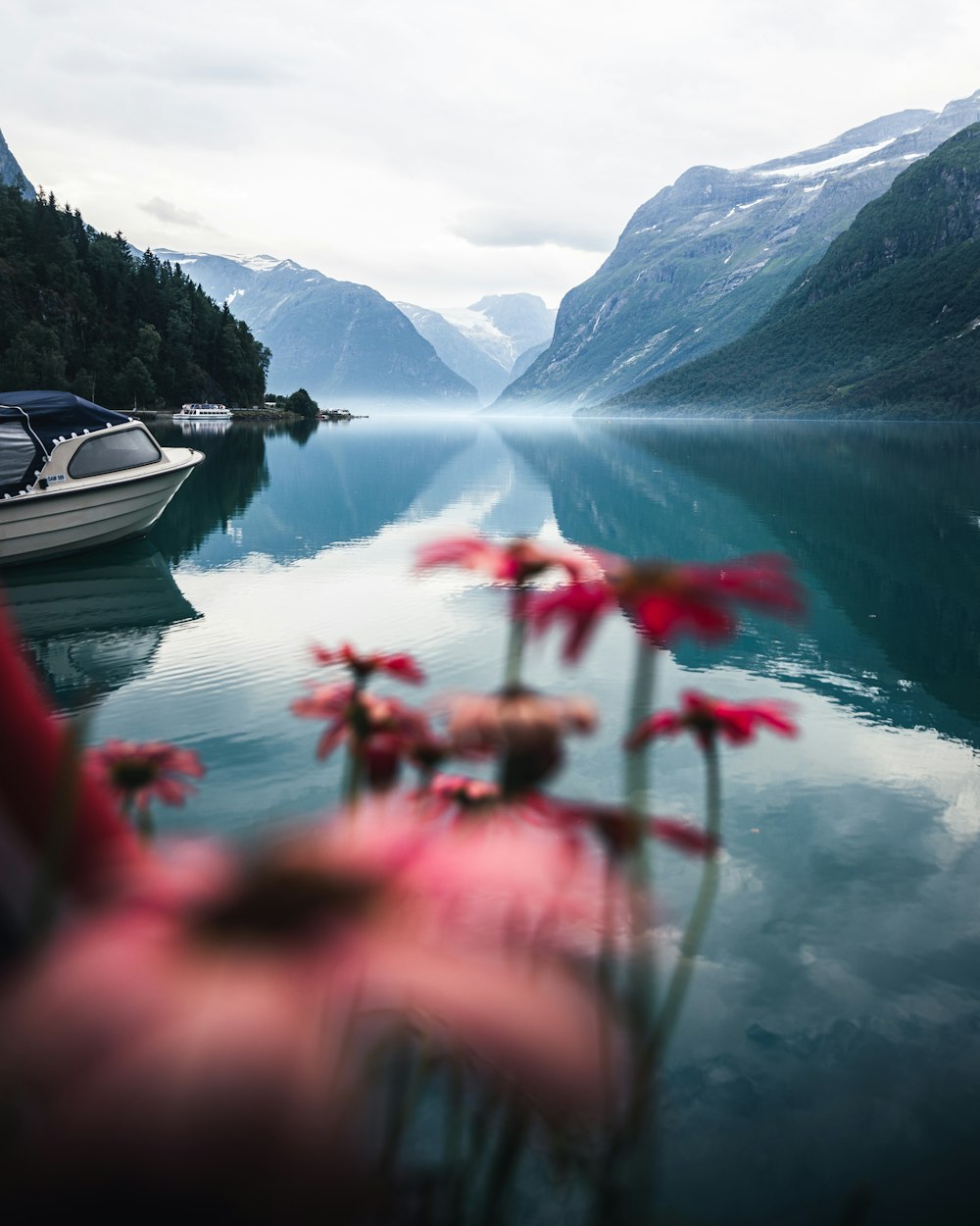 a group of red flowers in front of a body of water