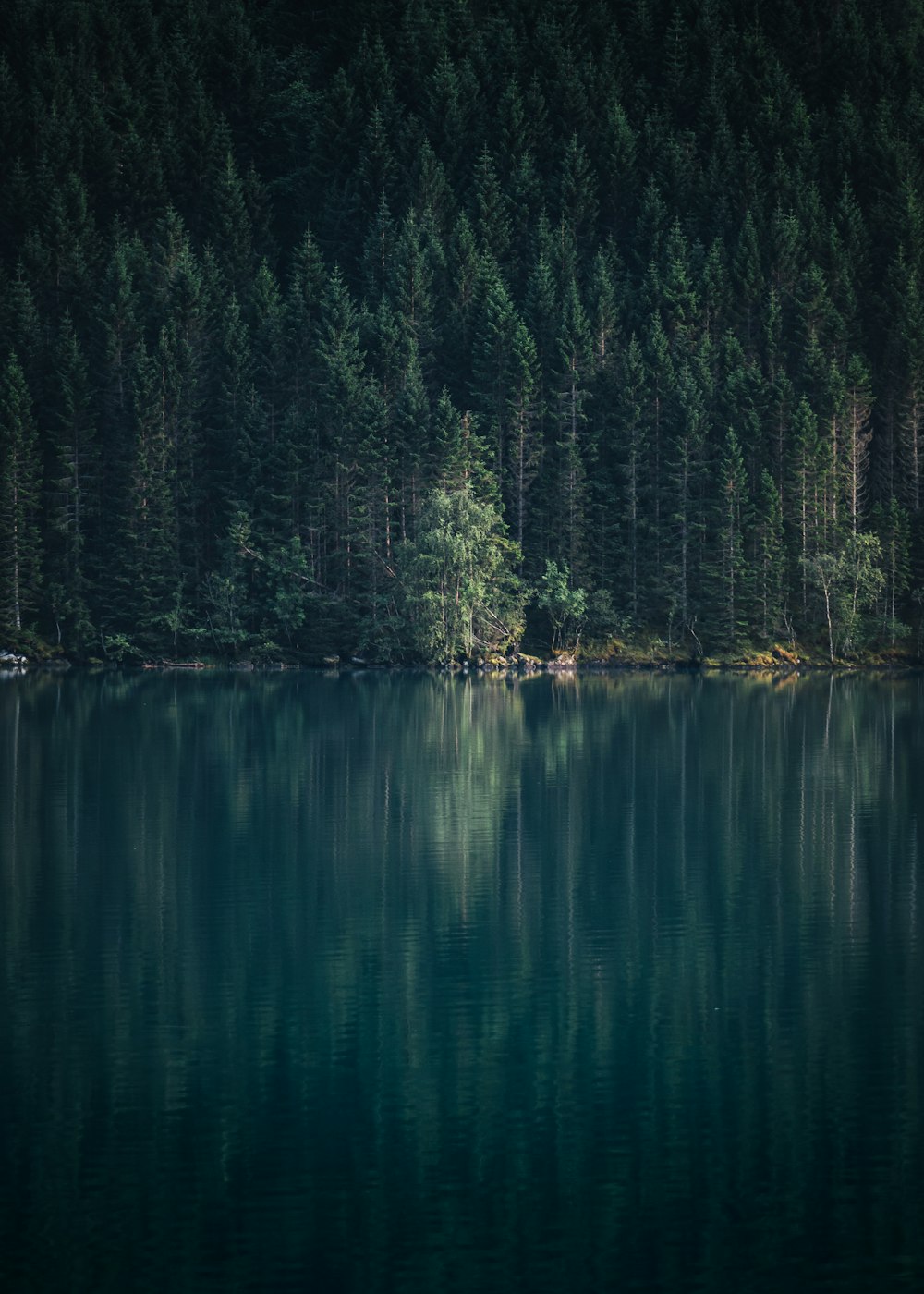 a body of water with trees around it