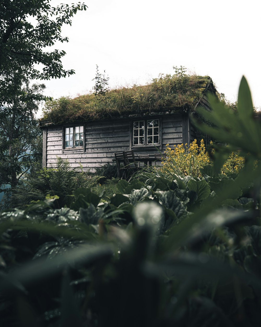 a house with plants around it