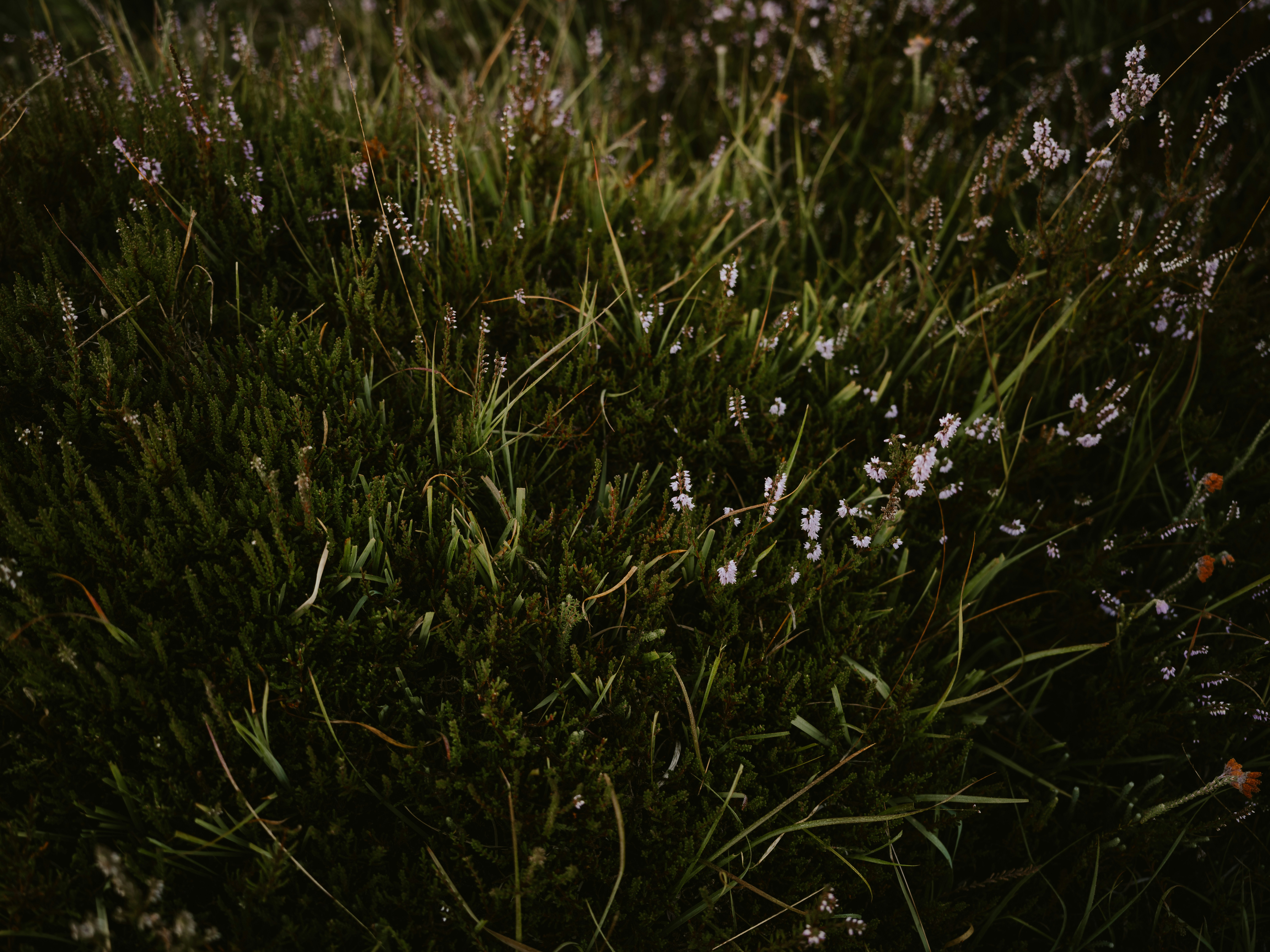 Photo by anniespratt