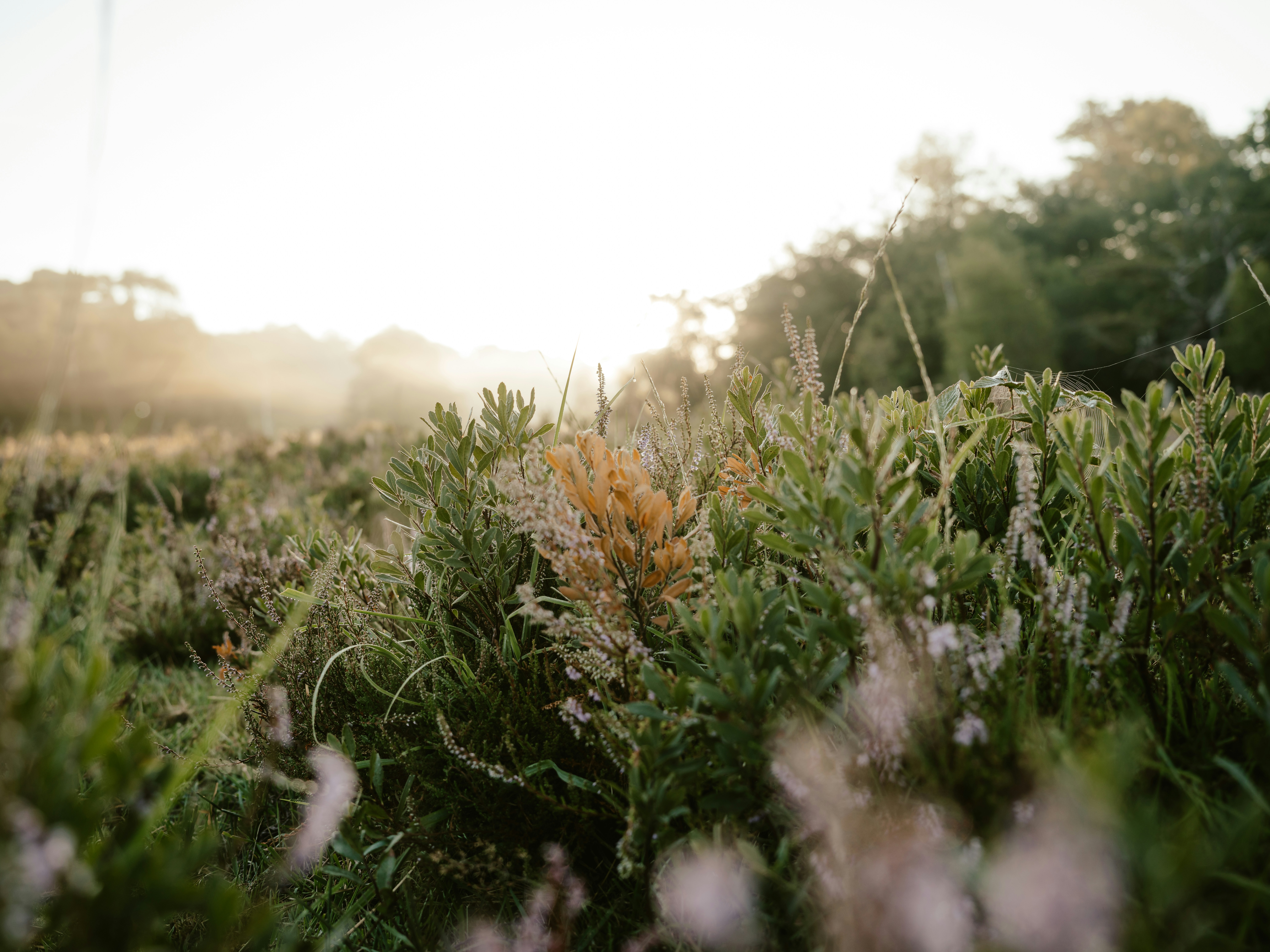 Photo by anniespratt