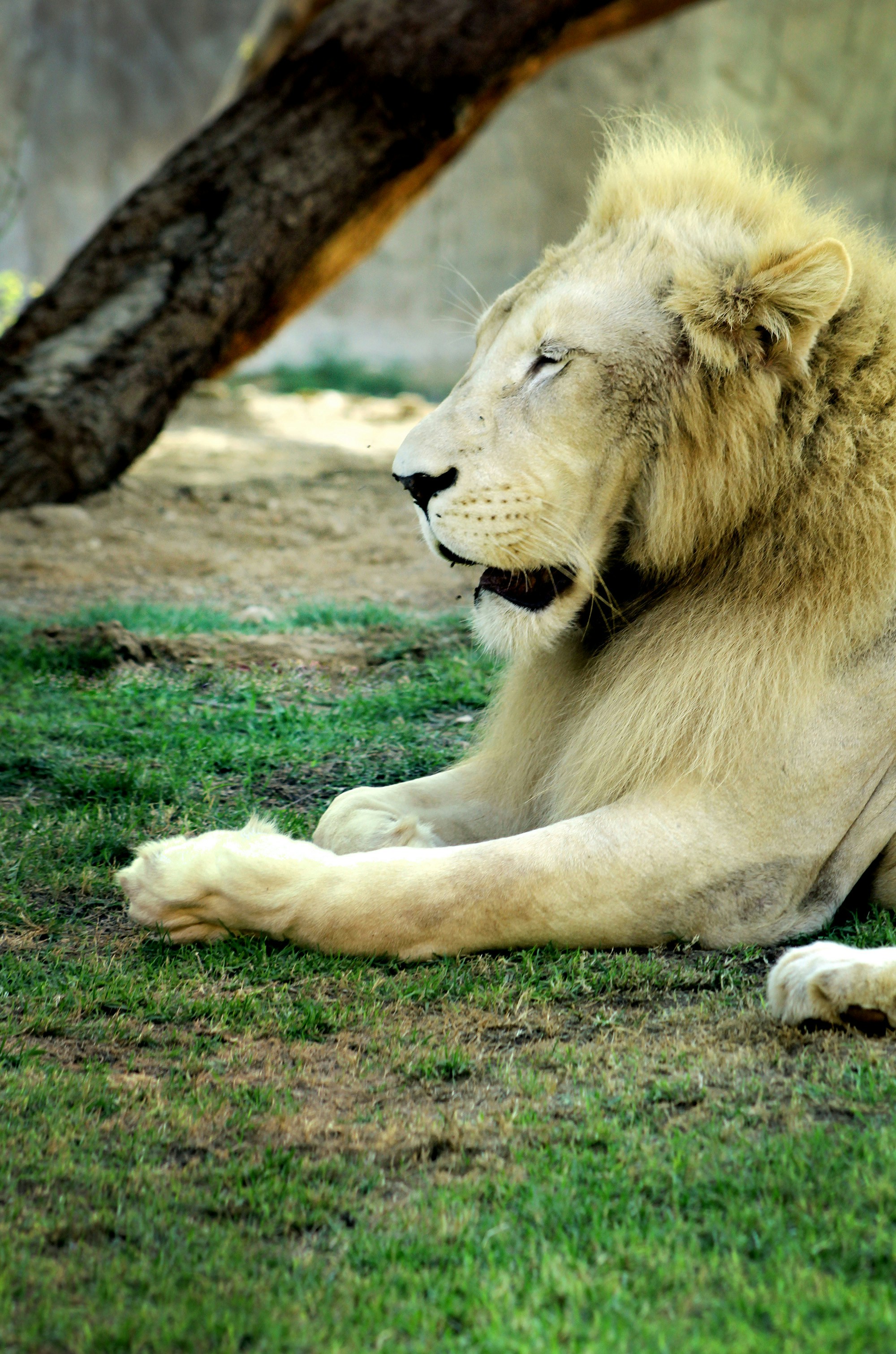a lion lying on grass